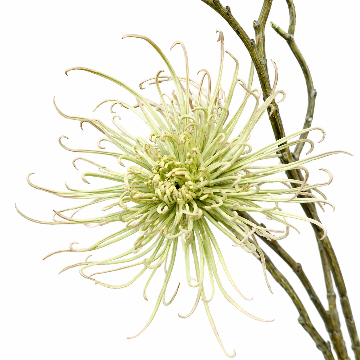 A beautifully realistic faux spider mum stem featuring delicate petals and soft khaki green tones, perfect for adding texture and natural elegance to floral displays.