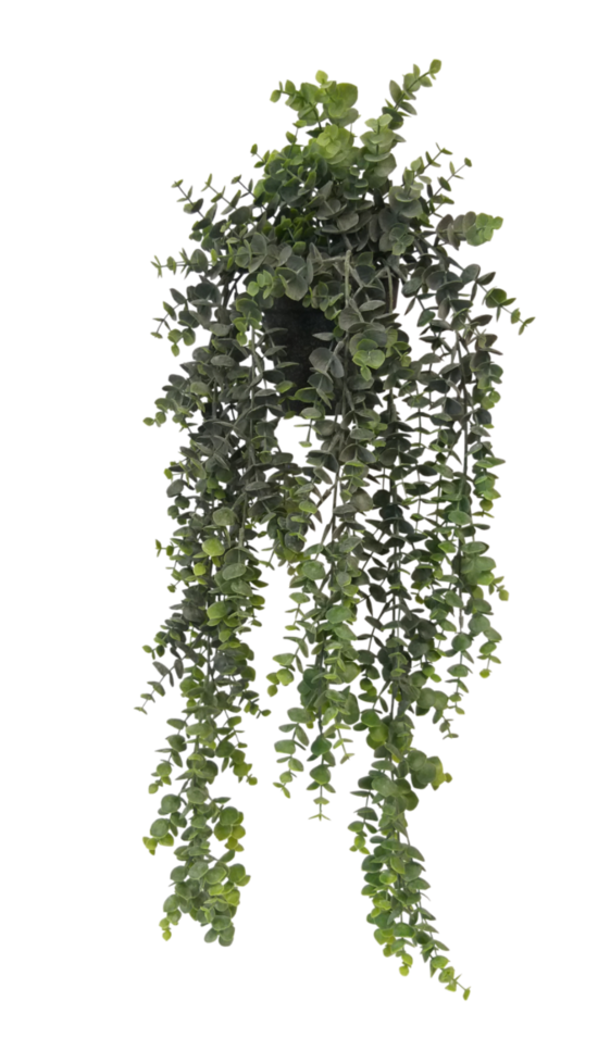 Potted Hanging Eucalyptus