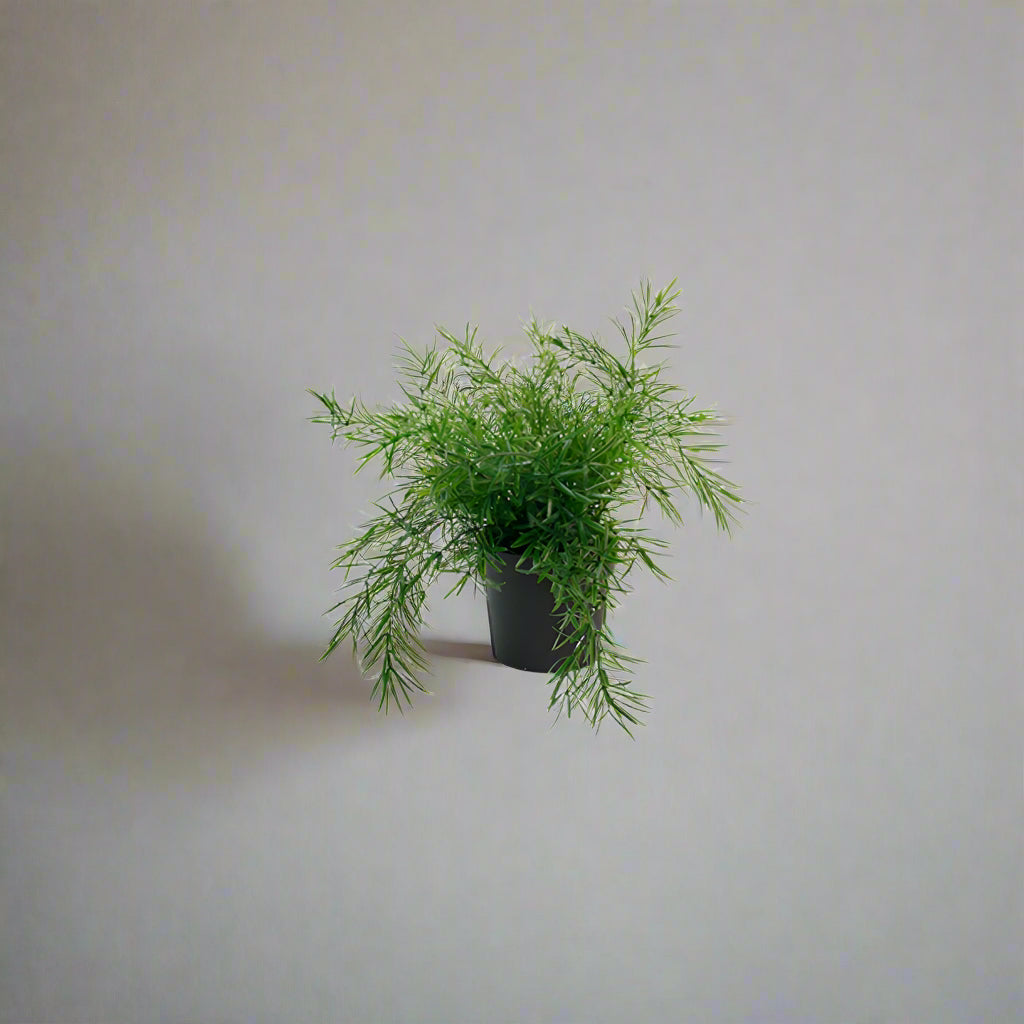 Faux Asparagus Fern Bush Potted 22cm for indoor home decor