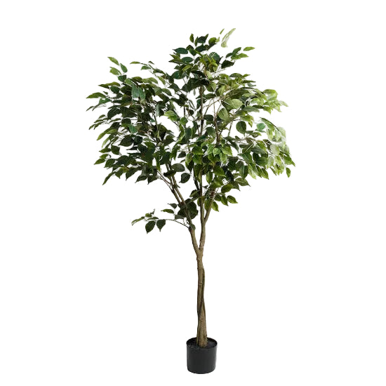 The 1.5 m Ficus Benjamina Potted Plant features 690 lifelike leaves, adding lush greenery and natural elegance to living spaces, offices, or entryways.