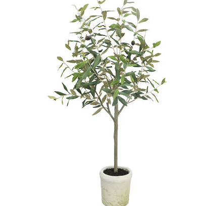 Frantoio Olive Tree 1m