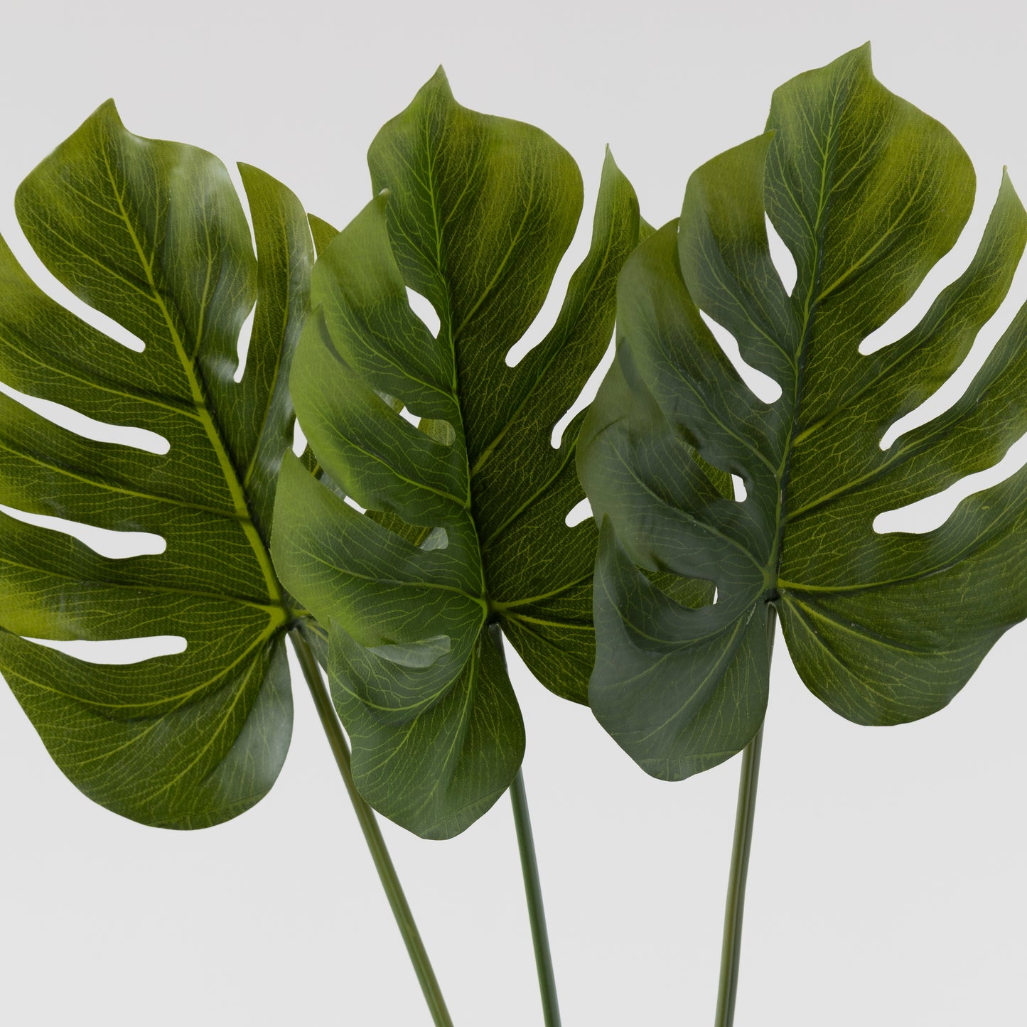 Split Philo Leaf