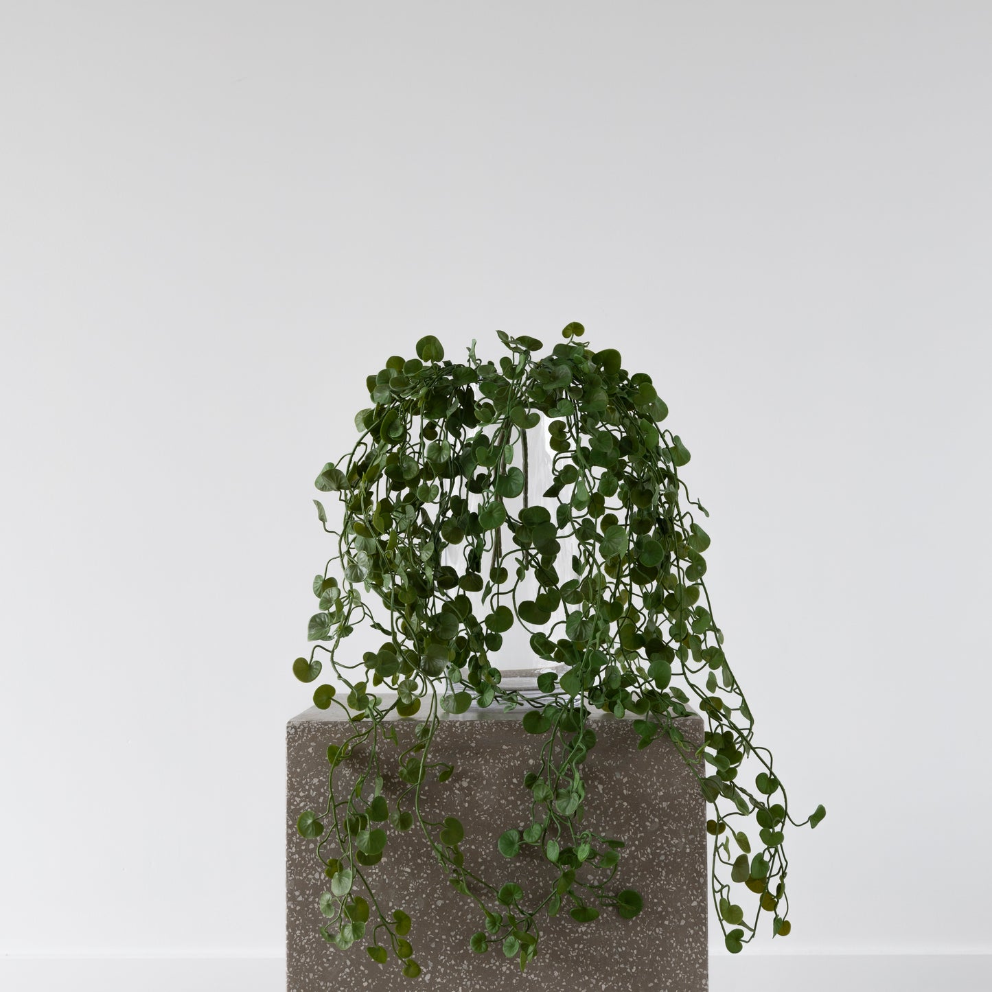 Button Fern Vine