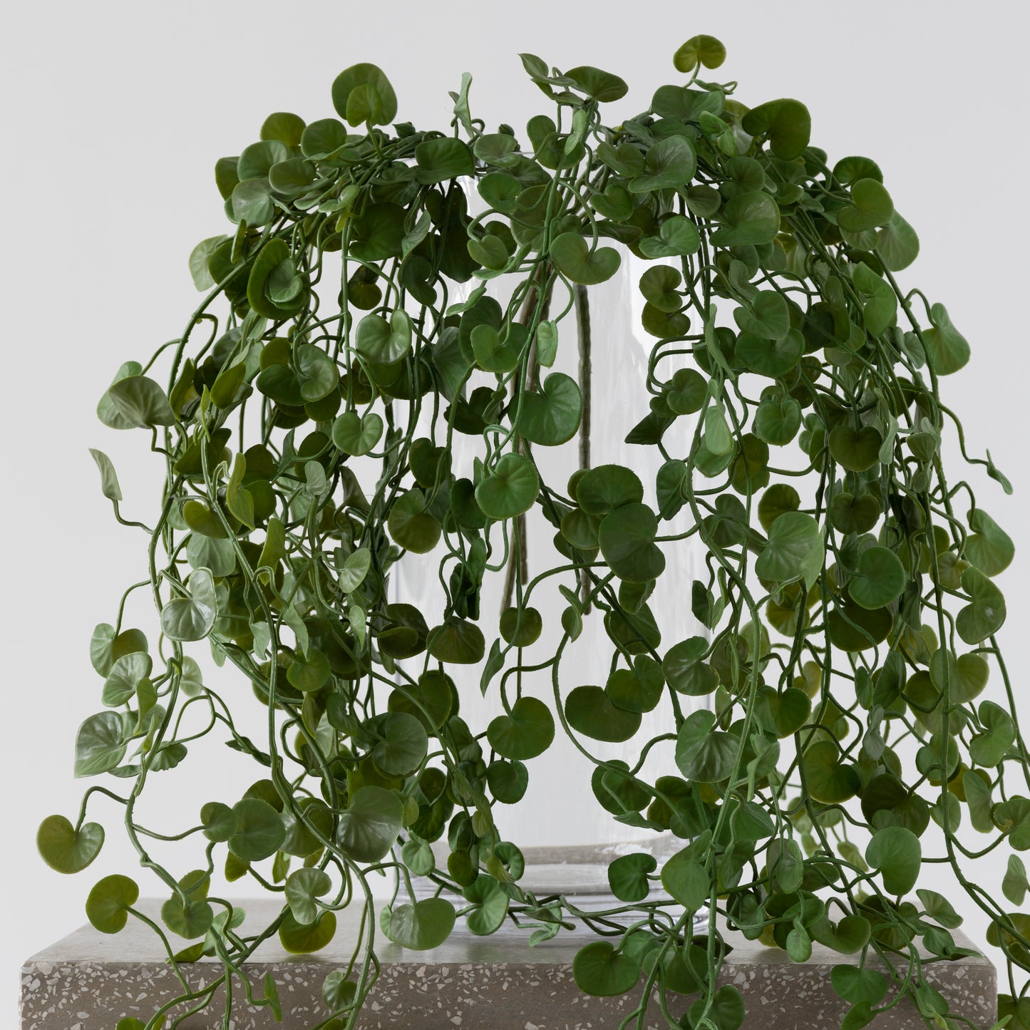 Button Fern Vine
