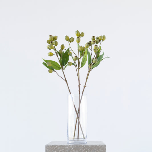 Close-up of Eucalyptus Pod Green foliage, 67cm