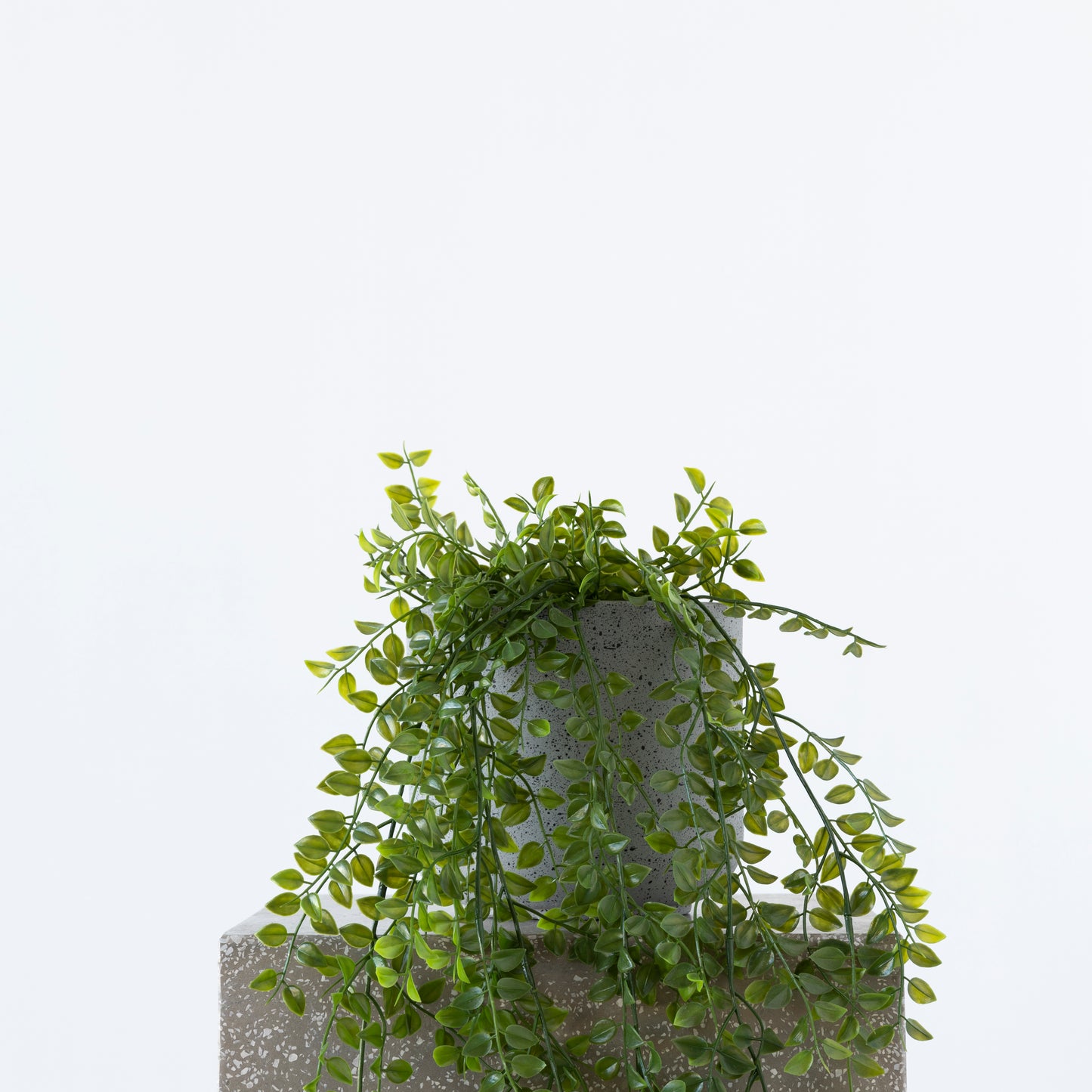 Close-up of Hanging Rattan Bush foliage, 81cm