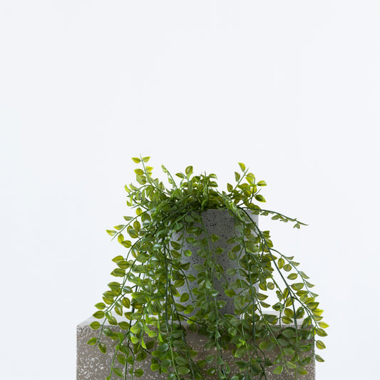 Close-up of Hanging Rattan Bush foliage, 81cm