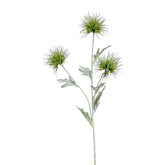 Decorative green indoor plant for home or office