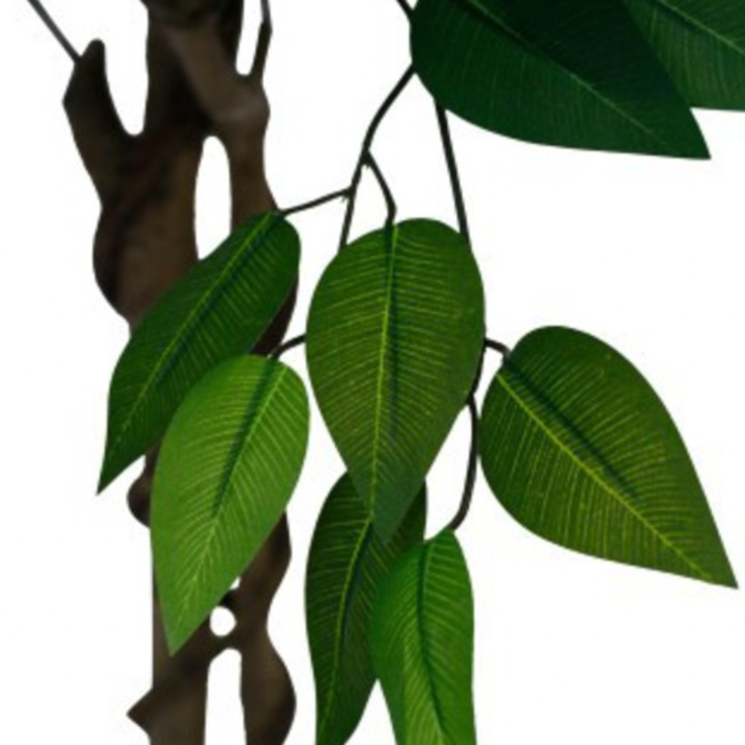 Ficus Tree 1.8m