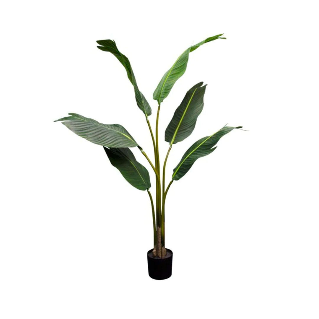 Strelitzia Nicolai 1.8