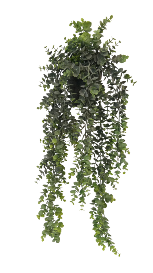 Potted Hanging Eucalyptus