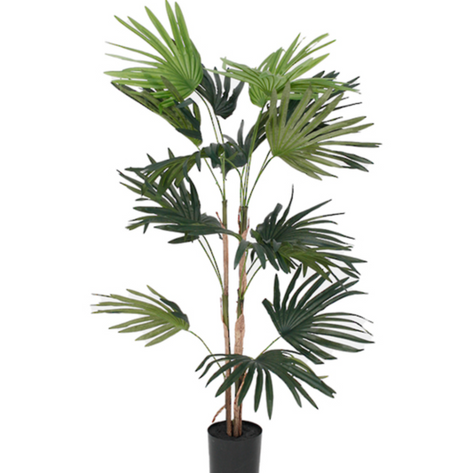 Fan Palm 91cm