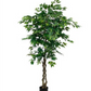 Ficus Tree 1.8m