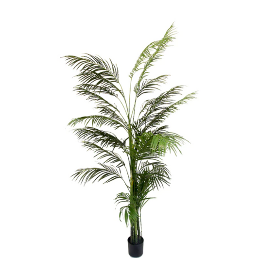 Potted Areca Palm