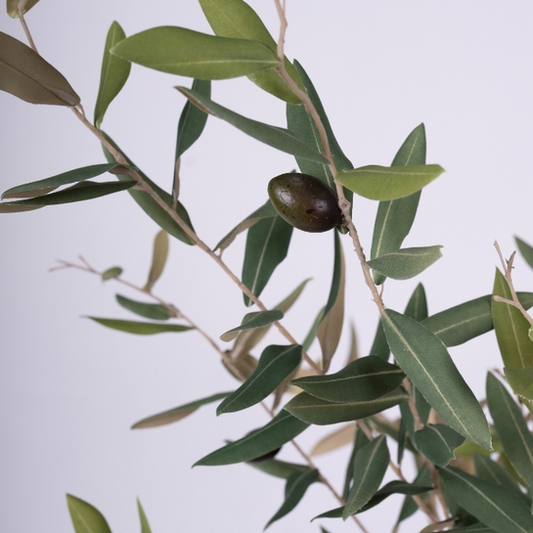 Frantoio Olive Tree 1m
