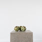 Faux Open Artichoke
