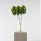 Split Philo Leaf