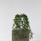 Button Fern Vine