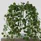 Button Fern Vine