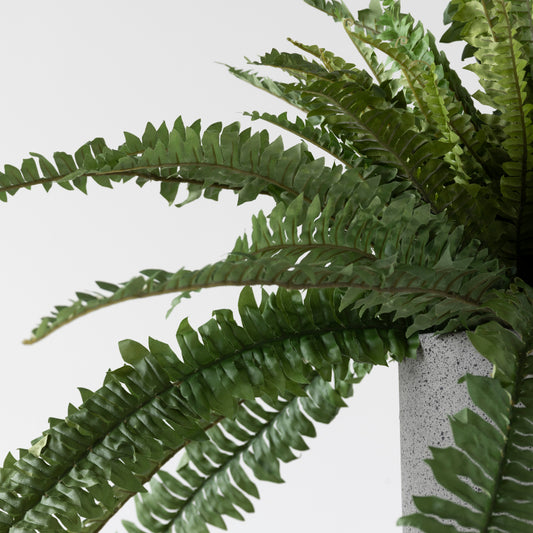 Boston Fern Bush - 84cm