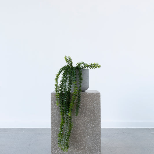 Hanging pot Coarse Tassel Fern