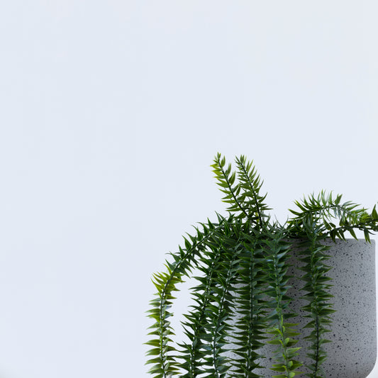 Hanging pot Coarse Tassel Fern
