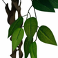 Ficus Tree 1.8m