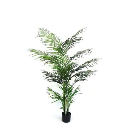 Potted Areca Palm