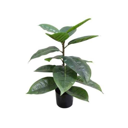 Potted Rubber Plant